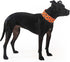 Reflective Dog Collar - Fluorescent Blaze Orange with Adjustable Fastener for Small, Medium & Large Pets, High