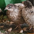 (24, Undique Button Quail Eggs for Hatching - Chinese and King Button Quail, Silver, Dark V, hens Choice Mix Button)