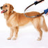 Dual-Sided De-Shedding Tool with Stainless Steel Blade for All Dog Coat Types - Soft Touch Grip (BLUE)