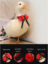 2-Pack Call Duck Collar Set with Bell, Adjustable Bowtie for Small Pets Chicken Hen Roster Goose, Perfect Poultry