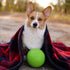 Jolly Pets 6 Inch Medium Soccer Ball, Floating Bouncing Dog Toy in Apple Green