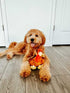 Midlee Large Thanksgiving Turkey Dog Toy - Stuffed Squeaky Pet Toy