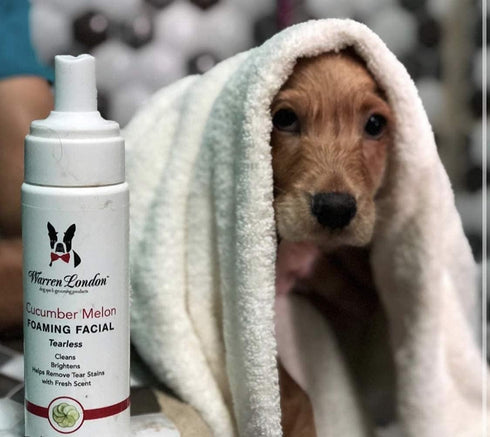 Warren London Foaming Pet Facial, Tear Free Dog Face Wash, Refreshing Cucumber Melon Wash, 8oz