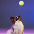 Gnawsome 2.5" Glow-in-The-Dark Spiky Ball- Small