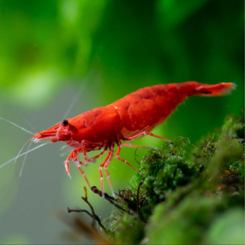 Swimming (20, Creatures Premium Neocaridina Shrimp Freshwater Aquarium Shrimp Premium FIRE RED)