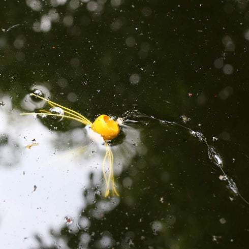 XFISHMAN Popper-Flies for Fly Fishing, Topwater Bass Panfish Bluegill Poppers Flies Bugs Lures