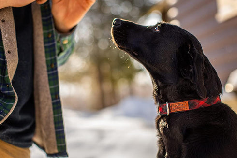 Stormy Kromer The Pet Collar, Plaid Pet Accessory with Nylon Webbing