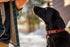 Stormy Kromer The Pet Collar, Plaid Pet Accessory with Nylon Webbing