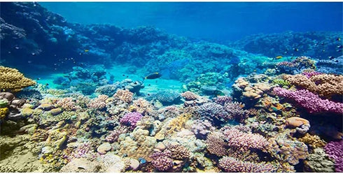 AWERT Aquarium Background, Coral Reef Tropical Fish, 30x12 inches Durable Polyester Background
