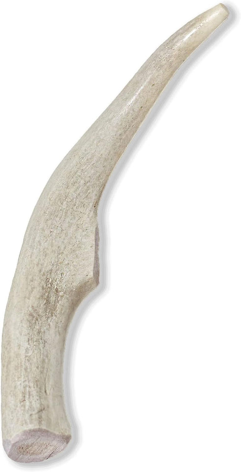Prairie Dog Antlers, North American Whole Deer Antler, MEDIUM, Naturally Shed, 6-7.5 inches long
