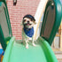 Namsan Small Dog Helmet - Adjustable Dog Motorcycle Helmet, DIY Cat Hat, Dog Crash Helmet for Puppy Head Protection,
