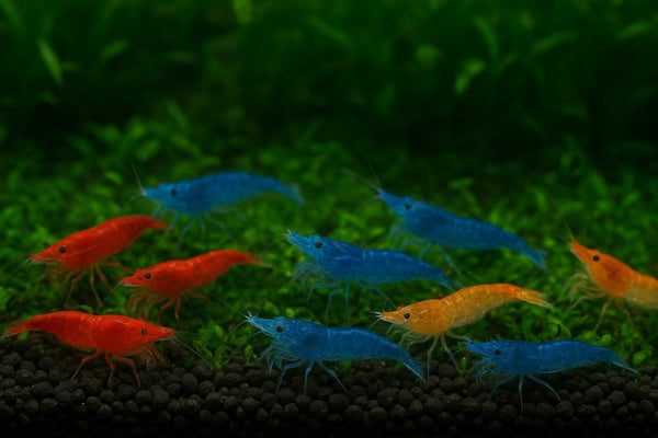 27+ RedBlue-Orange Live Freshwater Shrimp High Grade Live Shrimps - Freshwater Shrimp