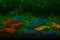 27+ RedBlue-Orange Live Freshwater Shrimp High Grade Live Shrimps - Freshwater Shrimp