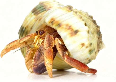 CHINGE ZHI Set, Natural Hermit Crab Shell Small to Medium Size