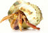 CHINGE ZHI Set, Natural Hermit Crab Shell Small to Medium Size