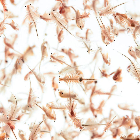 Aquatic Foods Inc. 90% 200 7.05oz Brine Shrimp Artemia Eggs, Premium Grade Hatch Rate from The Great Salt Lake, Utah