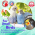 Colorful Plastic Bead Millet Holder for Parakeet, Budgie, Finch, Dove by Bonka Bird Toys 869