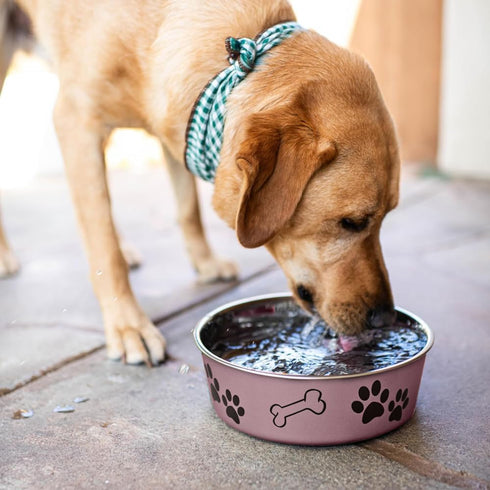 Loving Pets Bella Dog Bowls, Stainless Steel Dog & Cat Bowls, Spill Proof Dog Food Bowl, Large 35-65 lbs, Grape