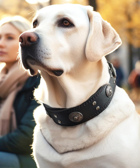 Leather Dog Collar, 2 inches Wide Heavy Duty Genuine Leather, Handmade, Soft, Luxury for Large and Medium Breed Dogs