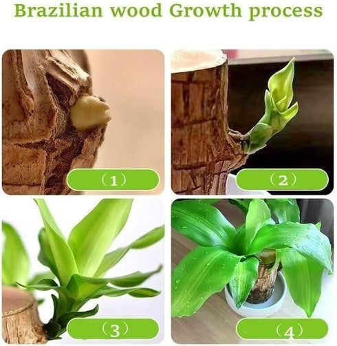 Oulores Brazilian Wood Plant Brazilian Lucky Wood Plant