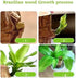Oulores Brazilian Wood Plant Brazilian Lucky Wood Plant