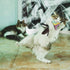 Handmade Natural Feather Cat Toy Dah Bird Refills, Interactive Cat and Kitten Toy, 6 Pack