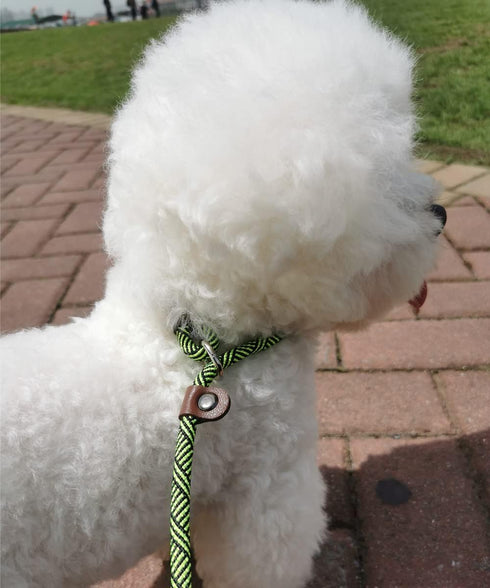 Slip Lead Dog Leash, 1/4" x 5ft No Pull Slip-on Training Leash for Small and Medium Dogs (Green)