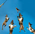ASOCEA Dog Extendable Teaser Wand, Pet Flirt Stick Pole for Small Medium Large Dogs, Interactive Training Toy