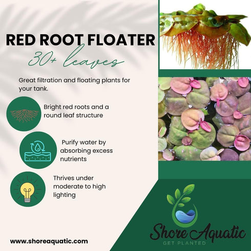 30+ 2 Leaves Red Root Floaters | Phyllanthus Fluitans (+Free Bonus Plant) Live Floating Plants for Aquarium | Day