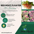 30+ 2 Leaves Red Root Floaters | Phyllanthus Fluitans (+Free Bonus Plant) Live Floating Plants for Aquarium | Day