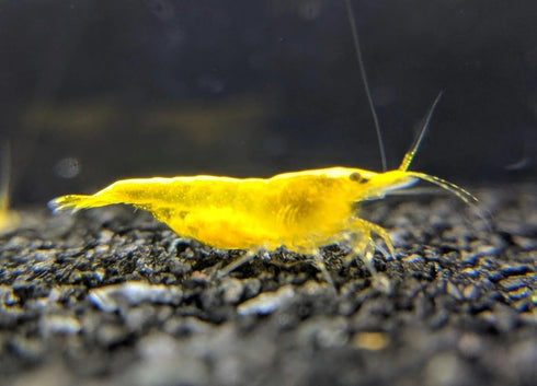 Las Vegas Exotic Fish 20 Mixed Color Neocaridina Shrimp - Live Freshwater Aquarium Inverts