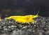 Las Vegas Exotic Fish 20 Mixed Color Neocaridina Shrimp - Live Freshwater Aquarium Inverts