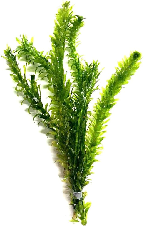 3X Marcus Fish Tanks Anacharis Elodea Densa Live Aqurium Plants