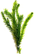 3X Marcus Fish Tanks Anacharis Elodea Densa Live Aqurium Plants