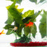 VTurboWay 150 Pack Red Glass Crystal Stone, Aquarium Stone Ornament, Fish Tank Gravel Decoration
