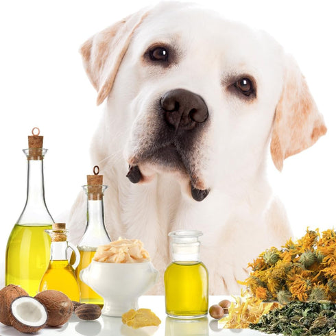 The Blissful Dog Paw Butter, 4 oz. Moisturizer for Dry Paw Pads, Softens & Protects Rough Paws