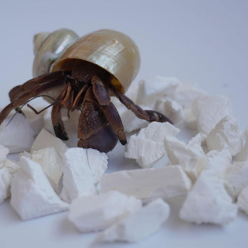 Begeterday 1.6oz Hermit Crab Accessories, Cuttlebone Small Particles for Hermit Crabs