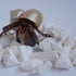 Begeterday 1.6oz Hermit Crab Accessories, Cuttlebone Small Particles for Hermit Crabs