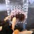 Tmboryuu Aquarium Acrylic Feeding Cup Clear Leeches Trap Plant Cups Shrimp Live Red Worm Fish Feeder for Aquariums