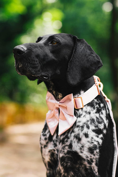 Lionet Paws Comfortable Silk Dog Collar with Detachable Bow Tie for Small Dogs, Neck Size 10-16 Inches