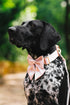 Lionet Paws Comfortable Silk Dog Collar with Detachable Bow Tie for Small Dogs, Neck Size 10-16 Inches