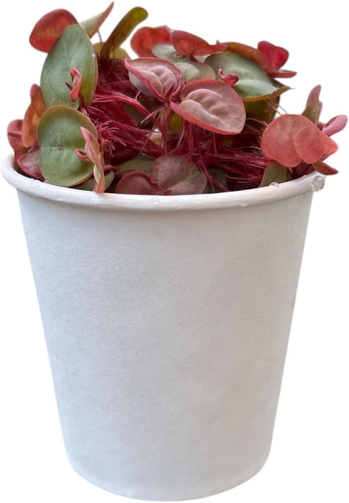 Generic (60+ Red Root Floater Live Aquarium Plants, Phyllanthus Fluitans Leaves)