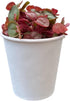 Generic (60+ Red Root Floater Live Aquarium Plants, Phyllanthus Fluitans Leaves)