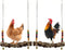 Chicken Bird Swing,Chicken Perch,Natural Wooden Swing Toys,Wood Stand for Chick,Safe and Relief