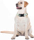 Adjustable Dog Collars with Buckle, Soft Fancy Flower Design for Cute Girl Boy Dogs, Small Medium Large (Cyan-Daisy)