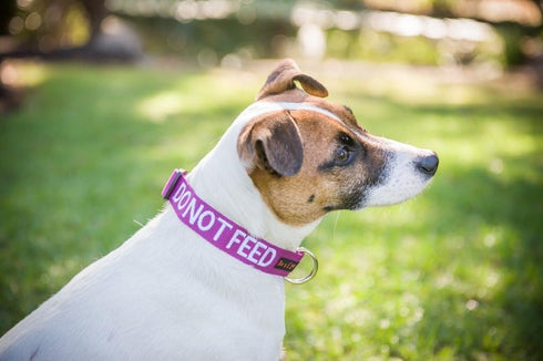 DO NOT Feed Dog Collar, Purple Colour Coded, S-M L-XL, Prevents Accidents