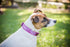 DO NOT Feed Dog Collar, Purple Colour Coded, S-M L-XL, Prevents Accidents