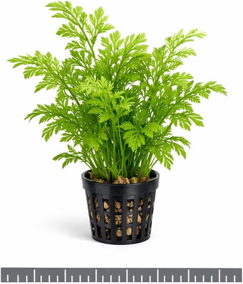 Water Sprite Indian Fern - Live Plants for Fish Tank, Live Aquarium Freshwater Plant, Easy Aquatic Plants for Beginner