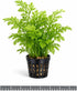 Water Sprite Indian Fern - Live Plants for Fish Tank, Live Aquarium Freshwater Plant, Easy Aquatic Plants for Beginner
