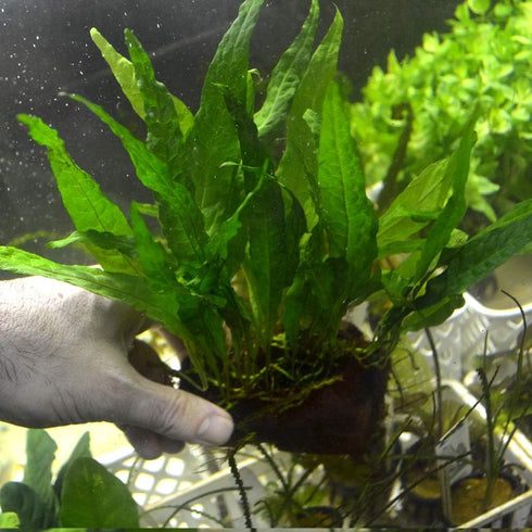 Java Fern on Plate - Low Light Aquatic Plant for Your Aquarium